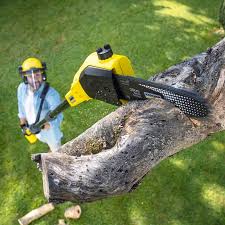 Why Choose Our Tree Removal Services in Meiners Oaks, CA?