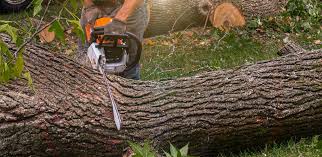 Reliable Meiners Oaks, CA  Tree Services Solutions