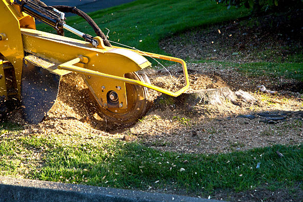 Grass Overseeding in Meiners Oaks, CA